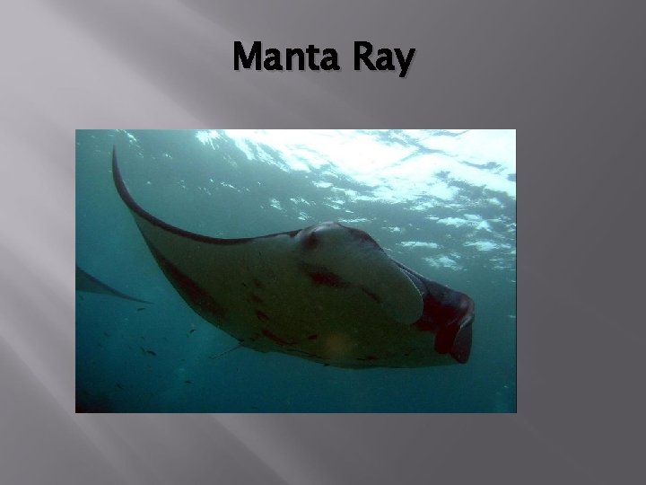 Manta Ray 