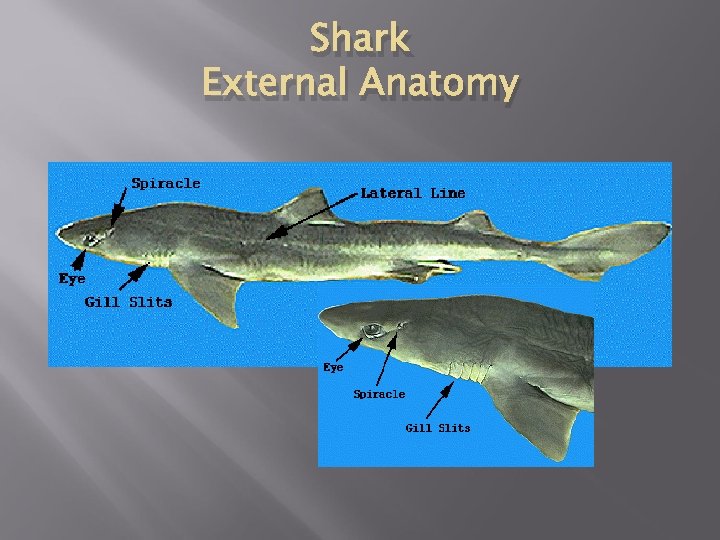 Shark External Anatomy 