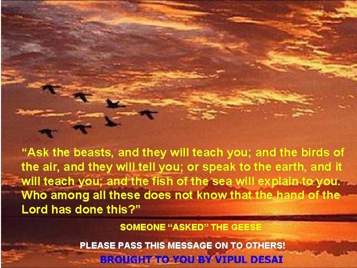 “Ask the beasts, and they will teach you; and the birds of the air,