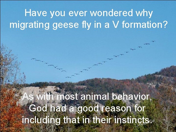 Have you ever wondered why migrating geese fly in a V formation? As with