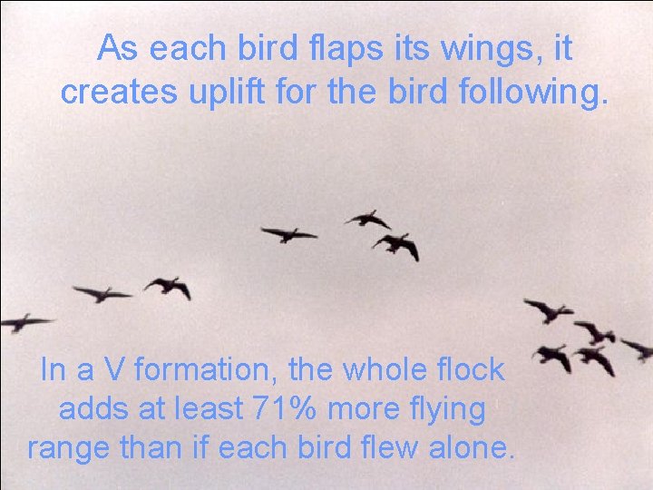 As each bird flaps its wings, it creates uplift for the bird following. In