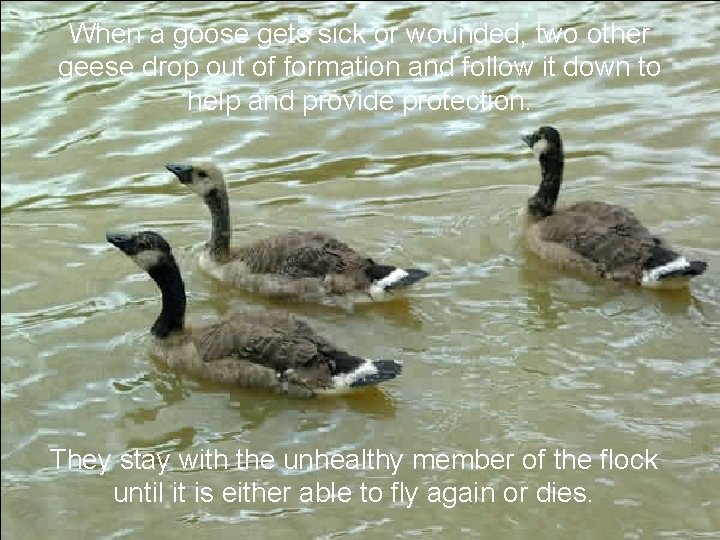 When a goose gets sick or wounded, two other geese drop out of formation