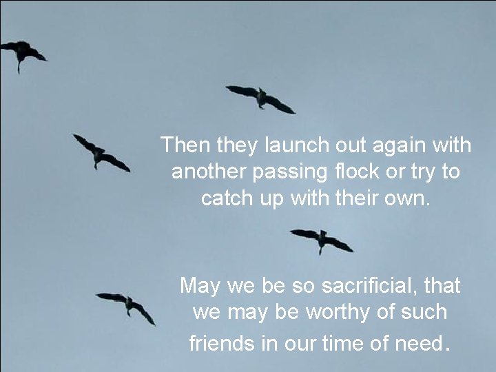 Then they launch out again with another passing flock or try to catch up