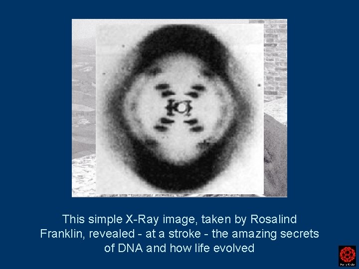 This simple X-Ray image, taken by Rosalind Franklin, revealed - at a stroke -