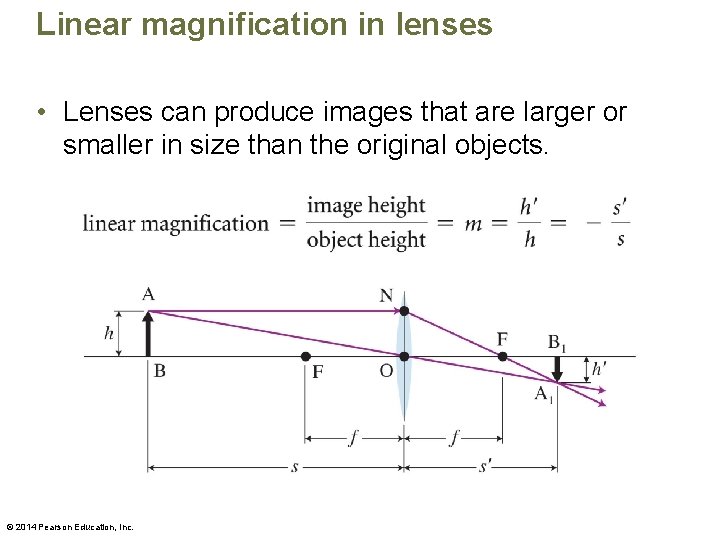 Linear magnification in lenses • Lenses can produce images that are larger or smaller