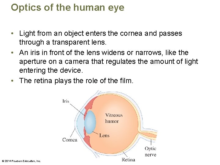 Optics of the human eye • Light from an object enters the cornea and