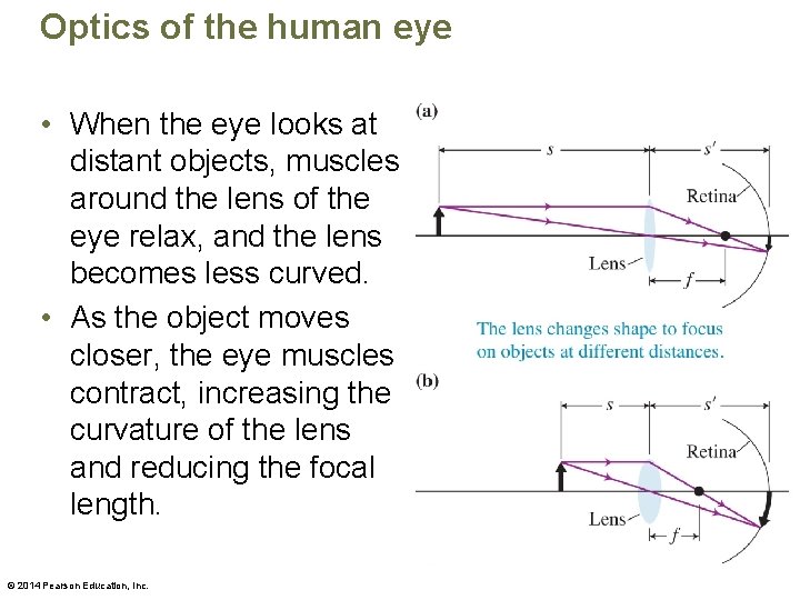 Optics of the human eye • When the eye looks at distant objects, muscles