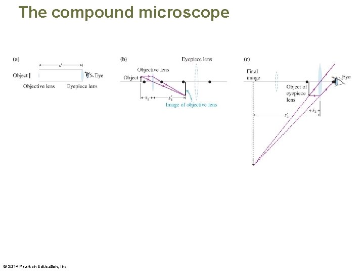 The compound microscope © 2014 Pearson Education, Inc. 