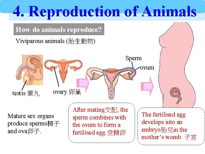 4. Reproduction of Animals How do animals reproduce? Viviparous animals (胎生動物) Sperm ovum testis