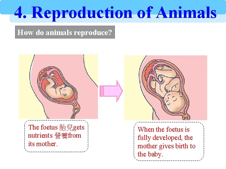 4. Reproduction of Animals How do animals reproduce? The foetus 胎兒gets nutrients 營養from its