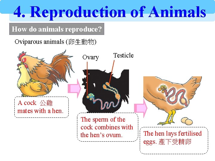 4. Reproduction of Animals How do animals reproduce? Oviparous animals (卵生動物) Ovary Testicle A