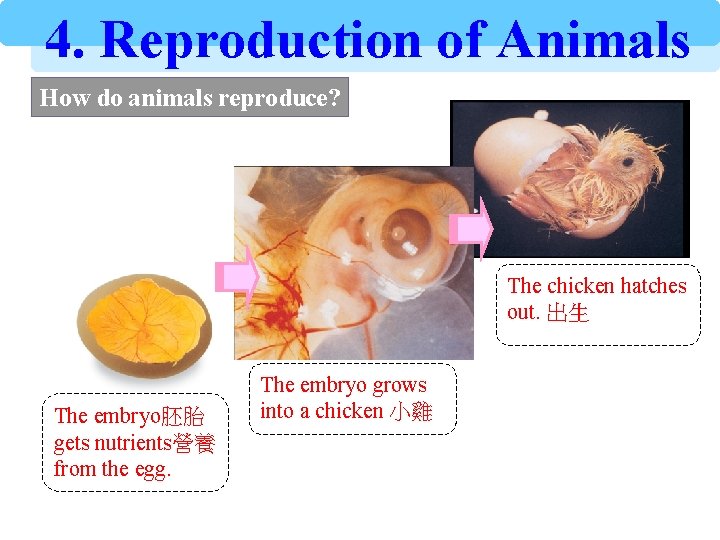 4. Reproduction of Animals How do animals reproduce? The chicken hatches out. 出生 The