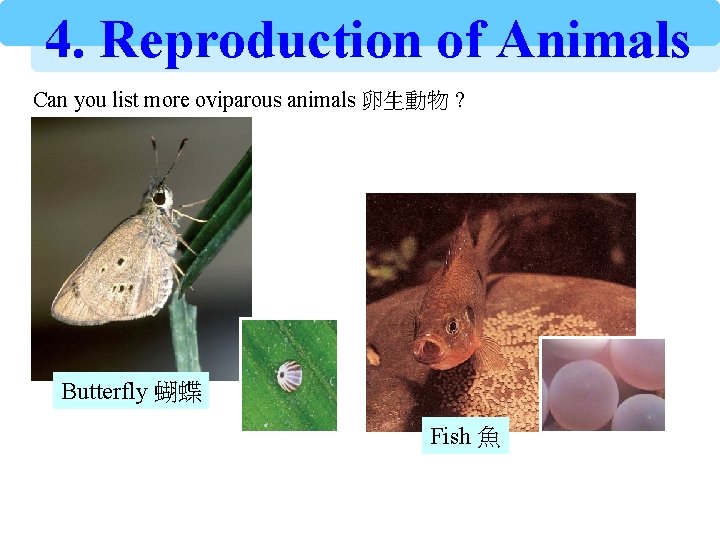 4. Reproduction of Animals Can you list more oviparous animals 卵生動物 ? Butterfly 蝴蝶