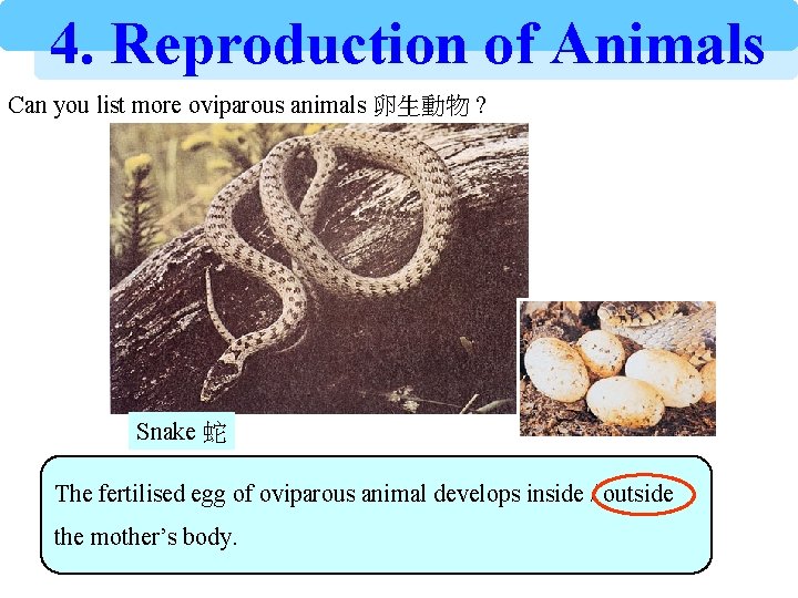 4. Reproduction of Animals Can you list more oviparous animals 卵生動物 ? Snake 蛇