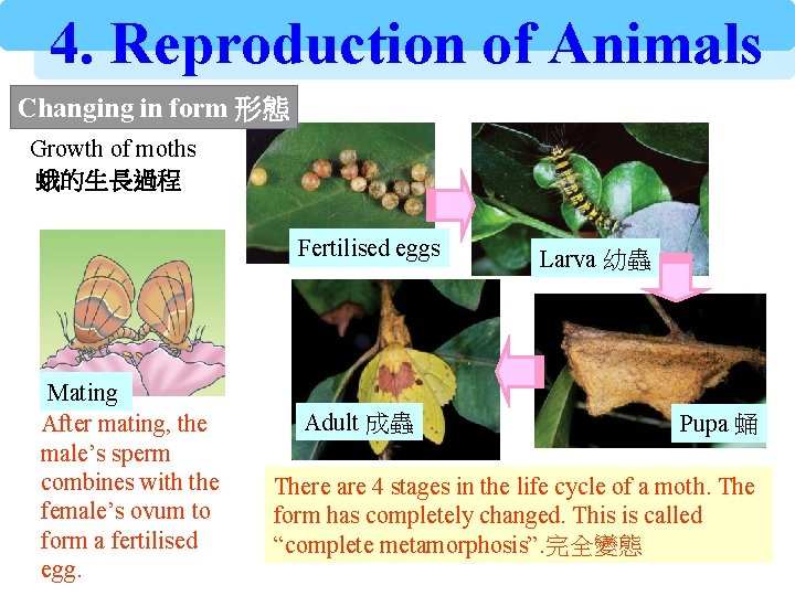 4. Reproduction of Animals Changing in form 形態 Growth of moths 蛾的生長過程 Fertilised eggs