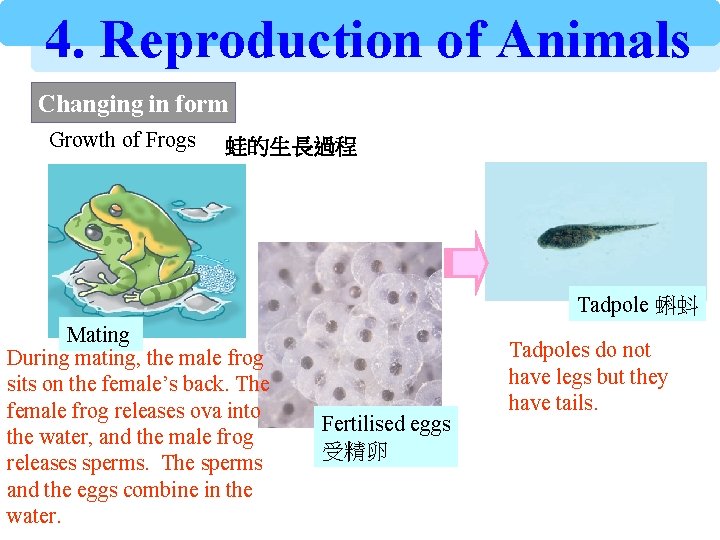 4. Reproduction of Animals Changing in form Growth of Frogs 蛙的生長過程 Tadpole 蝌蚪 Mating