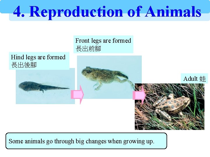 4. Reproduction of Animals Front legs are formed 長出前腳 Hind legs are formed 長出後腳