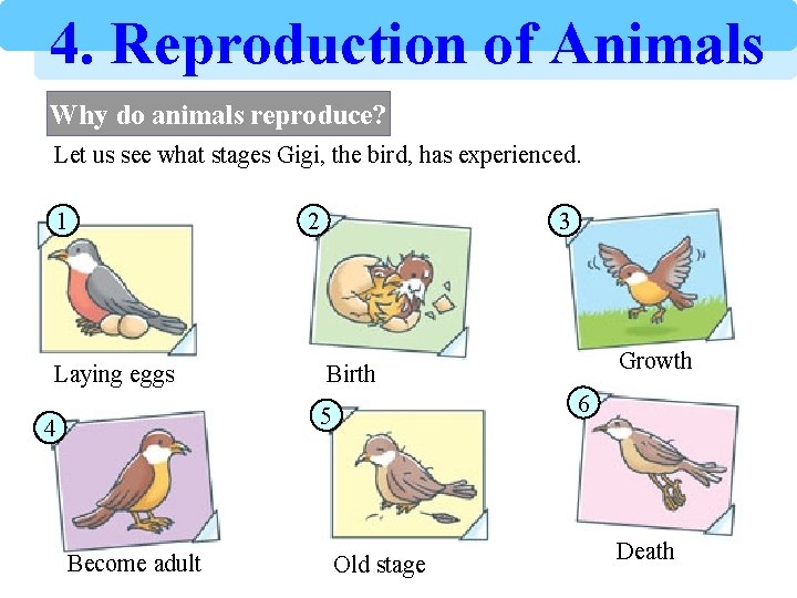 4. Reproduction of Animals Why do animals reproduce? Let us see what stages Gigi,