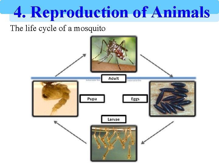 4. Reproduction of Animals The life cycle of a mosquito 