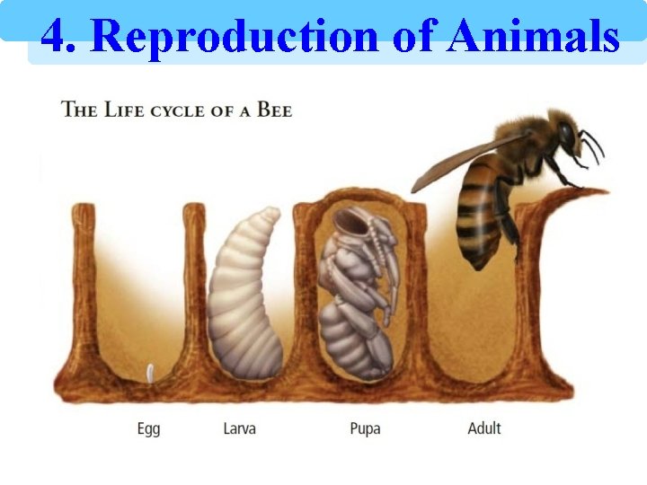 4. Reproduction of Animals 