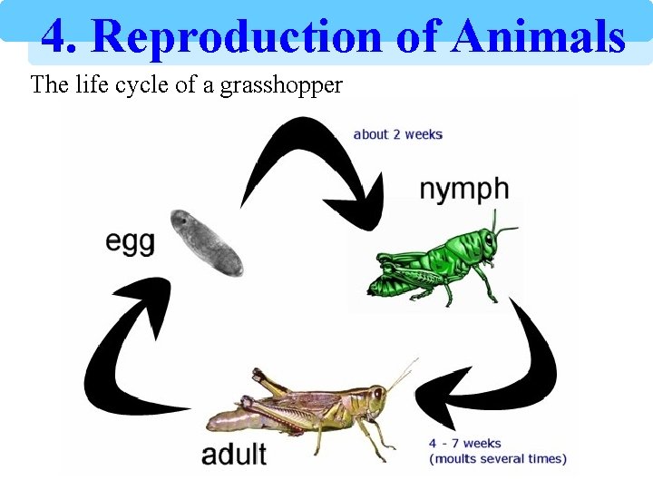 4. Reproduction of Animals The life cycle of a grasshopper 