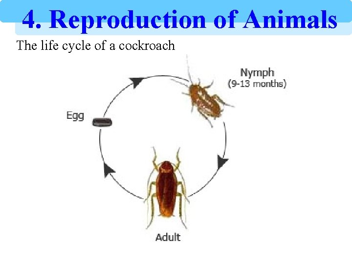 4. Reproduction of Animals The life cycle of a cockroach 