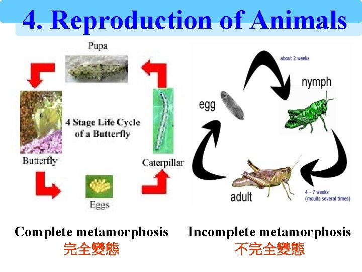 4. Reproduction of Animals Complete metamorphosis 完全變態 Incomplete metamorphosis 不完全變態 