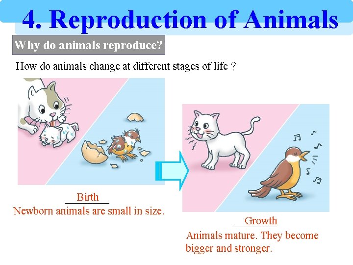 4. Reproduction of Animals Why do animals reproduce? How do animals change at different