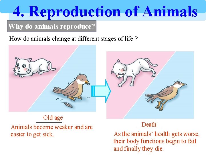 4. Reproduction of Animals Why do animals reproduce? How do animals change at different