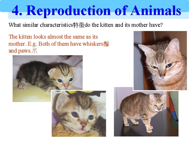 4. Reproduction of Animals What similar characteristics特徵do the kitten and its mother have? The