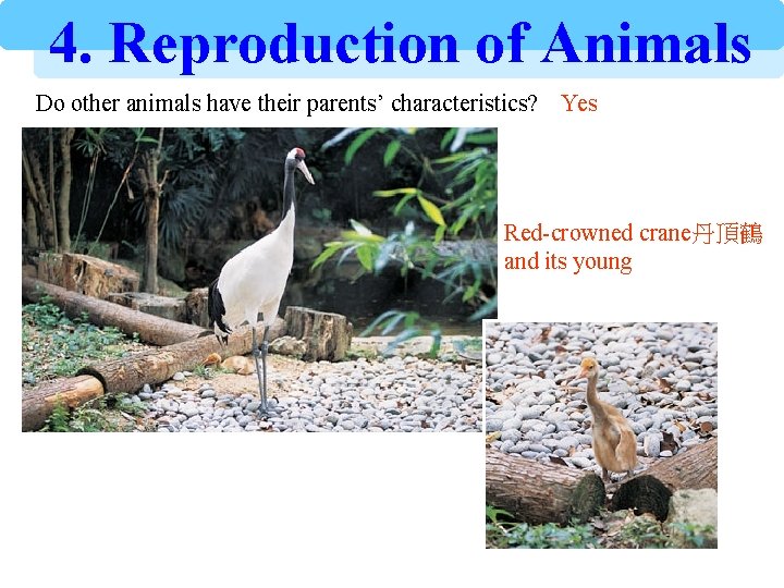 4. Reproduction of Animals Do other animals have their parents’ characteristics? Yes Red-crowned crane丹頂鶴