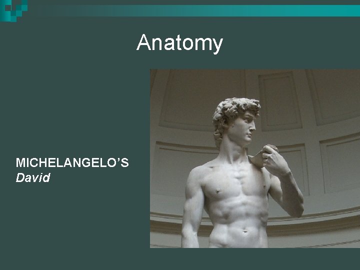 Anatomy MICHELANGELO’S David 