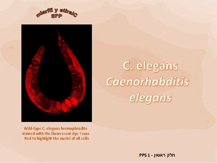 C. elegans Caenorhabditis elegans Wild-type C. elegans hermaphrodite stained with the fluorescent dye Texas