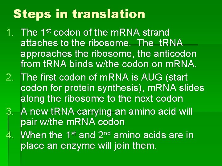 Steps in translation 1. The 1 st codon of the m. RNA strand attaches