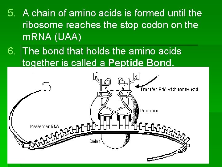 5. A chain of amino acids is formed until the ribosome reaches the stop