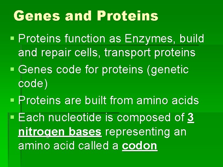 Genes and Proteins § Proteins function as Enzymes, build and repair cells, transport proteins