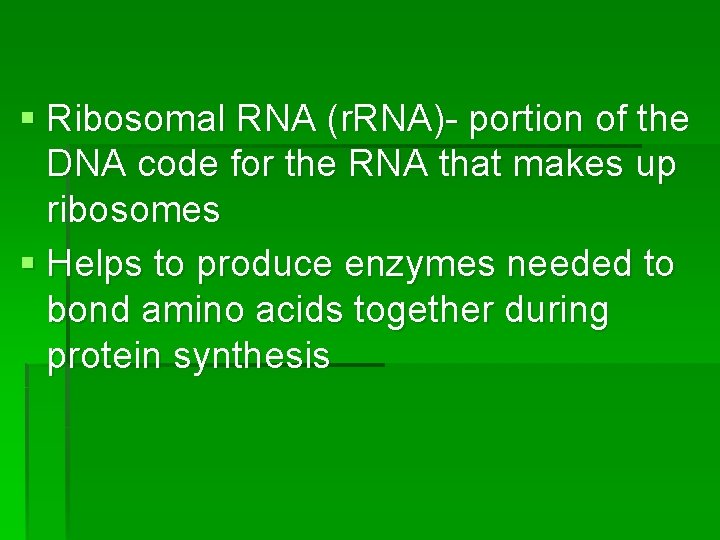 § Ribosomal RNA (r. RNA)- portion of the DNA code for the RNA that