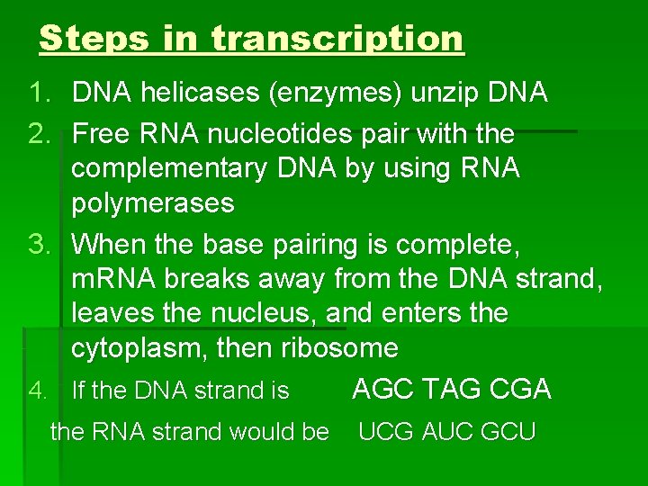 Steps in transcription 1. DNA helicases (enzymes) unzip DNA 2. Free RNA nucleotides pair