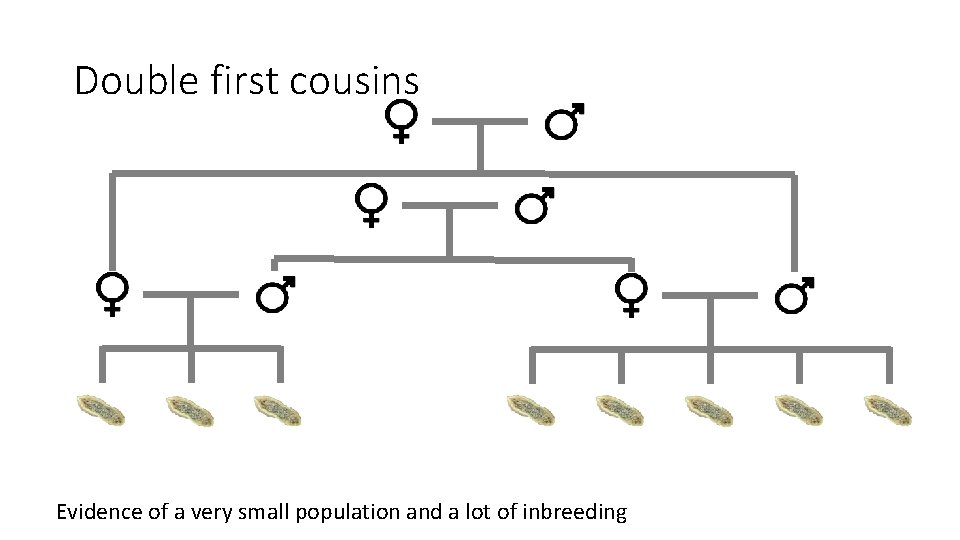 Double first cousins Evidence of a very small population and a lot of inbreeding