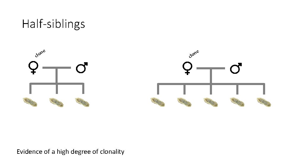 Half-siblings e n clo Evidence of a high degree of clonality e n clo