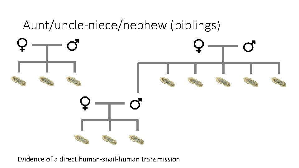 Aunt/uncle-niece/nephew (piblings) Evidence of a direct human-snail-human transmission 