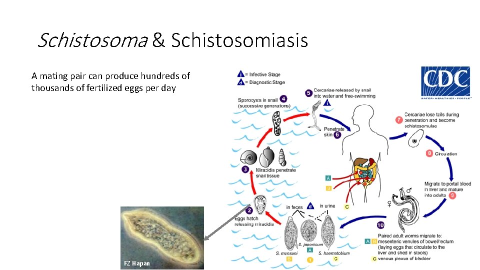 Schistosoma & Schistosomiasis A mating pair can produce hundreds of thousands of fertilized eggs