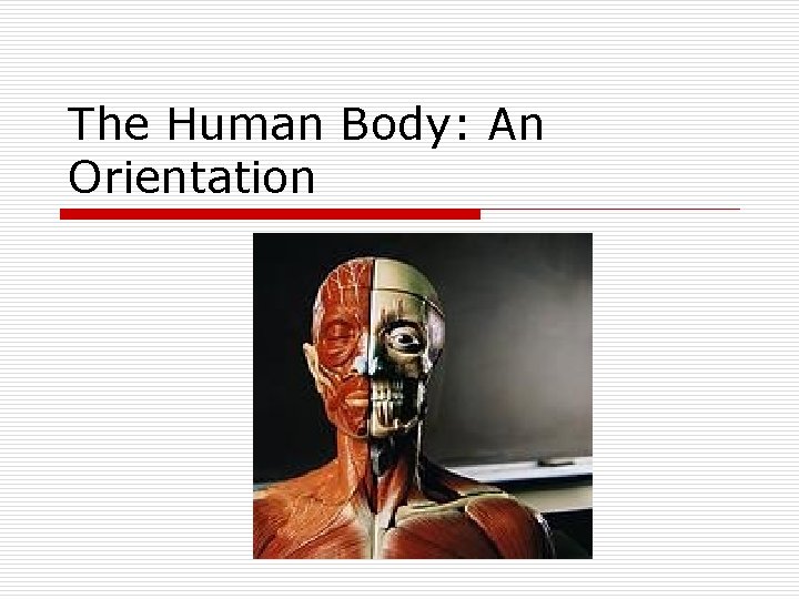 The Human Body: An Orientation 