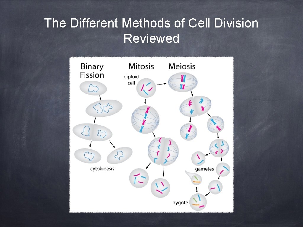 The Different Methods of Cell Division Reviewed 