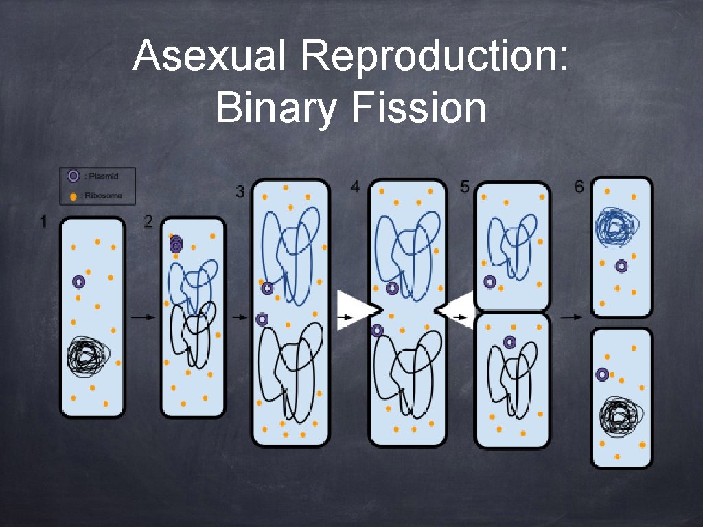 Asexual Reproduction: Binary Fission 