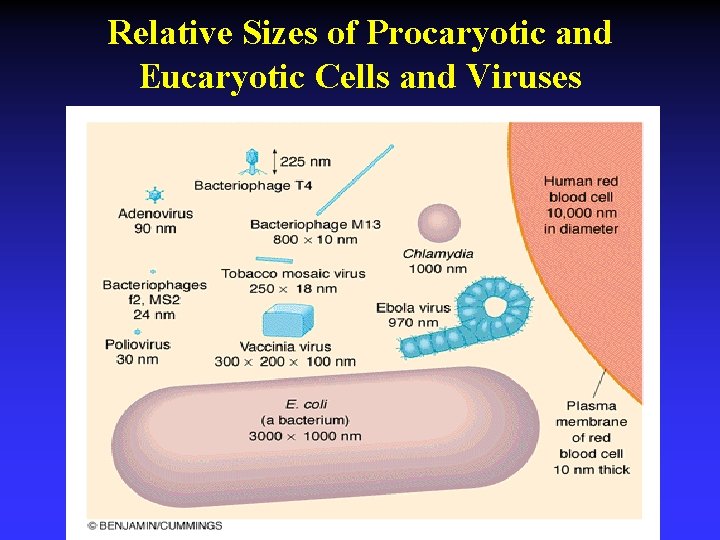 Relative Sizes of Procaryotic and Eucaryotic Cells and Viruses 