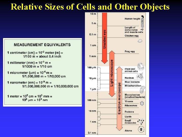 Relative Sizes of Cells and Other Objects 