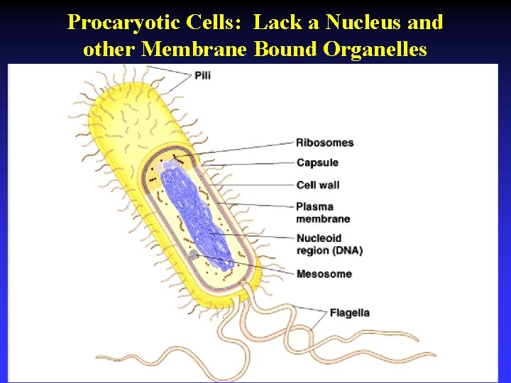Procaryotic Cells: Lack a Nucleus and other Membrane Bound Organelles 