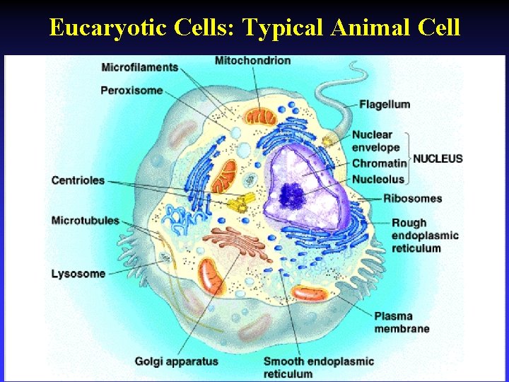 Eucaryotic Cells: Typical Animal Cell 