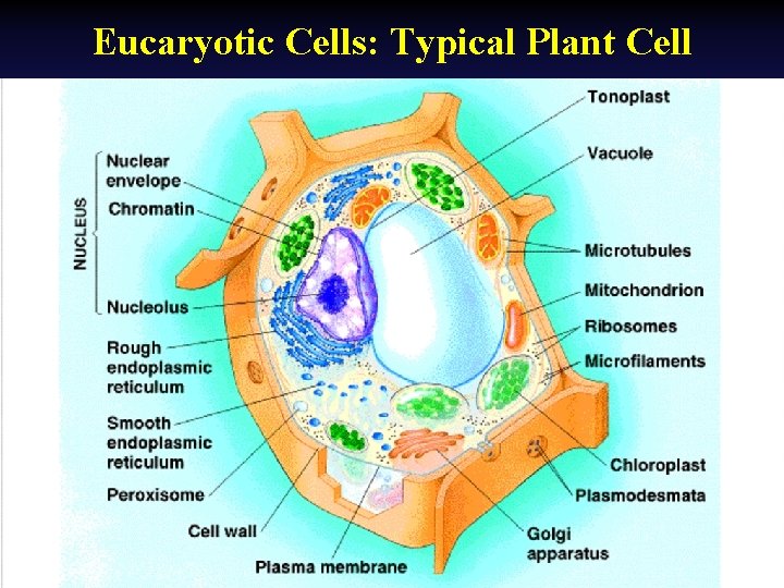 Eucaryotic Cells: Typical Plant Cell 